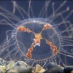 Где опасаться  медуз-крестовиков?