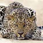 Как охраняют дальневосточного леопарда, расскажут жителям Приморья