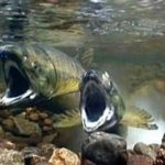 Около 4,5 тонн рыбы изъяли у браконьеров в Приморье в период нереста лососевых