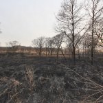 Нарушения при борьбе с лесными пожарами выявили в Приморье, Приамурье и Якутии