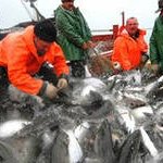Сайровая путина, в отличие от лососевой, проходит на Сахалине не столь удачно
