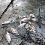 Около 70 фактов браконьерства выявлено приморскими пограничниками в октябре