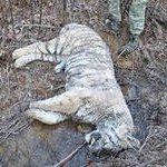 Полиция возбудила уголовное дело по факту обнаружения тела амурского тигра в Хасанском районе