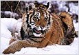 Награда в 300 тыс. рублей объявлена в Приморье за информацию об убийстве амурского тигра в нацпарке