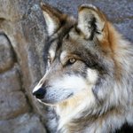 В Приморье сократят численность волков