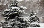 Пасмурная, прохладная погода со снегом ждет Приморье на неделе