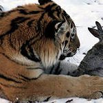 Жители Приморья получили возможность наблюдать за тиграми без решеток