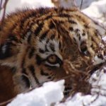 Экологи Приморья приступили ко второму этапу подсчета амурских тигров