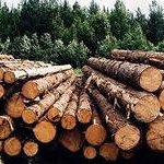 В Приморье ужесточат контроль за оборотом древесины