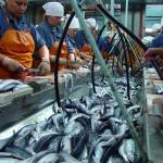 Южная Корея готова инвестировать в рыбное хозяйство Приморья