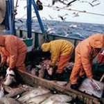 В Приморье на 10% увеличился вылов рыбы