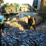 Потенциал марикультуры на Дальнем Востоке России оценивается в 3,5 млн тонн