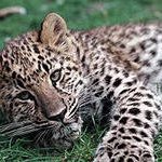В Приморье уже около 50 дальневосточных леопардов, благодаря стараниям ученых. Видеорепортаж Виктории Василенко
