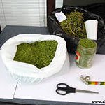 Более 17 кг марихуаны изъято у сторожа-наркомана в Приморье