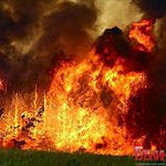 WWF насчитал 20 000 гектаров выгоревших лесов только в одном районе Приморья