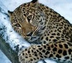 Леопард забрел на дачный участок в селе Рязановка Приморского края