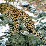 Лесоустроители пройдут в Приморье тропой леопарда