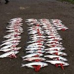 В Хасанском районе Приморского края сотрудники транспортной полиции задержали подозреваемого в незаконной добыче рыбы