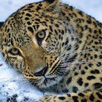 Дом за 300 миллионов рублей строят на "Земле леопарда" в Приморье