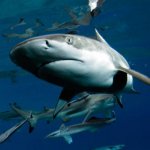 Глава МЧС напомнил об акулах в Приморье