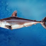 Рыбаки поймали в сеть двух акул у побережья поселка в Приморье
