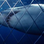 При появлении акул пляжи Приморья будут закрывать