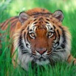 Безопасность тигров и леопардов обсудят на форуме «Природа без границ» в Приморье