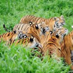 Китай откроет границы с Приморьем для тигров и леопардов