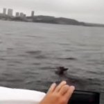 Одинокий олень уплыл из Хасанского района во Владивосток