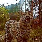 Пострадавший от браконьеров леопард справился со всей предложенной добычей