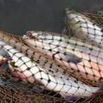 Природоохранная прокуратура принимает меры по организации защиты тихоокеанских лососей от нелегального промысла в период осенней путины 2015 года