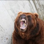 Медвежий террор: детям в Приморье запретили гулять на улице