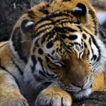 В Приморье принимают дополнительные меры, чтобы голодные тигры не выходили к людям
