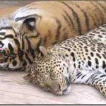 Провинция Цзилинь намерена усилить охрану амурских тигров и дальневосточных леопардов