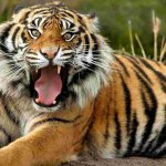 Тигры в Приморье продолжают охотиться на скот в непосредственной близости от человека