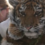 Спасённая тигрица Филиппа идёт на поправку