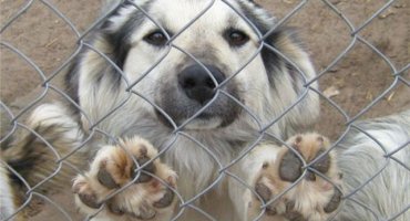 Хасанцы ждут изменений в краевой закон об отлове безнадзорных животных