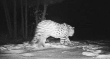 Переход леопарда над Нарвинским тоннелем запечатлен на видео
