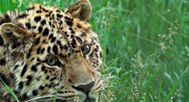 Совет Федерации поблагодарил «Землю леопарда» за сохранение природы