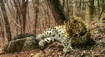 Впервые на фото: сразу три леопарда из одного помета стали взрослыми