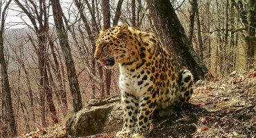 Впервые на фото: сразу три леопарда из одного помета стали взрослыми