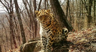 Впервые на фото: сразу три леопарда из одного помета стали взрослыми