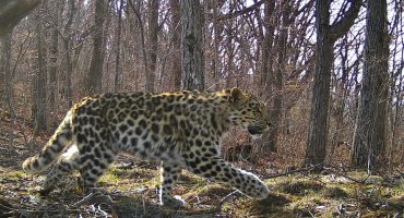 Впервые на фото: сразу три леопарда из одного помета стали взрослыми